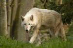 Wolf Standing Up in Grass 2