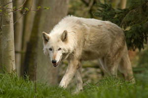 Wolf Standing Up in Grass 2 by happeningstock