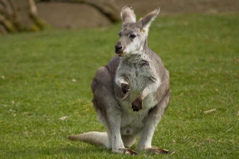 Wallaroo Standing Up