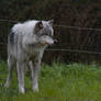 Wolf Standing Up on Grass 3