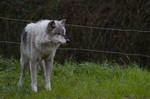 Wolf Standing Up on Grass 3