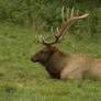 Roosevelt Elk Lying Down