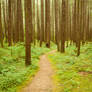 Forest Path through Trees