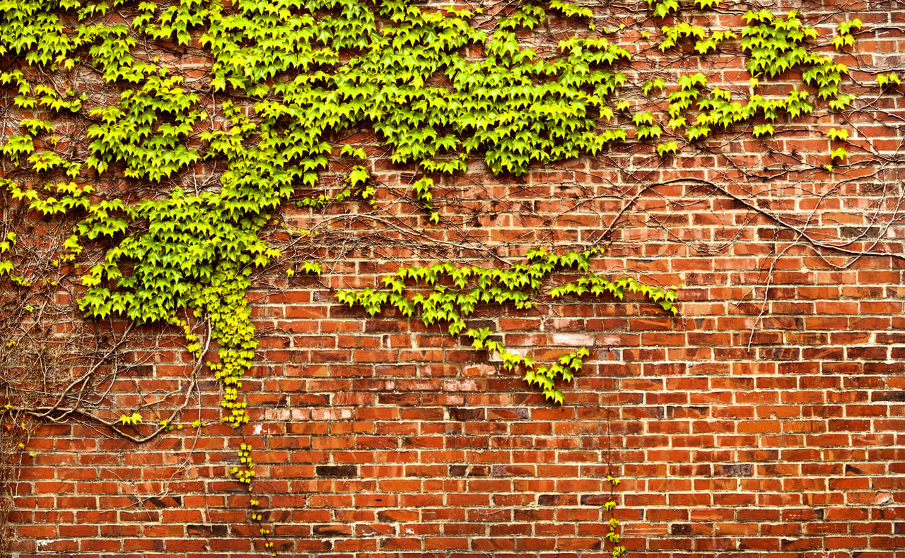 Brick Wall with Ivy Panorama by happeningstock