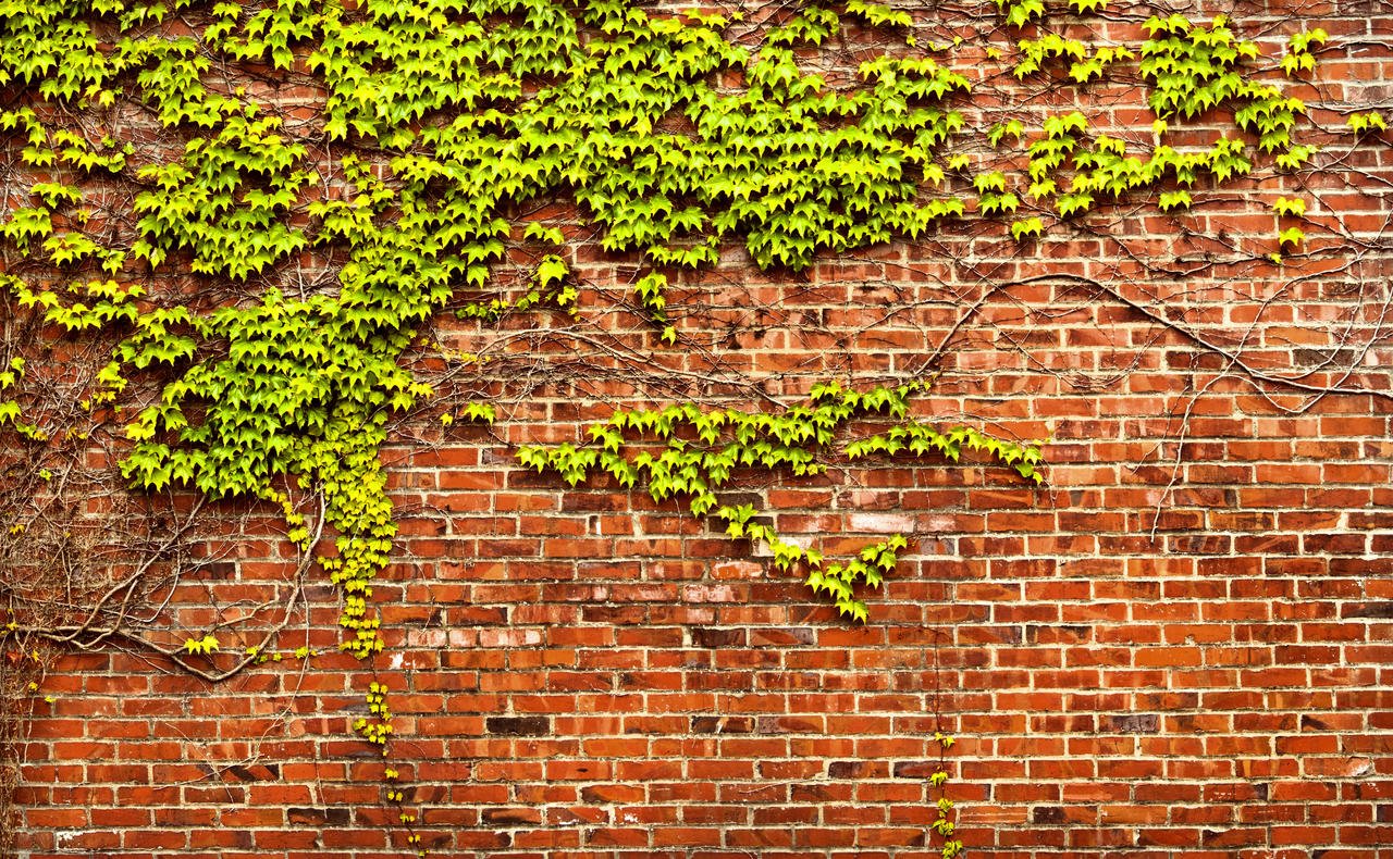 Brick Wall with Ivy Panorama