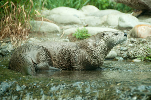 River Otter Laying in Water
