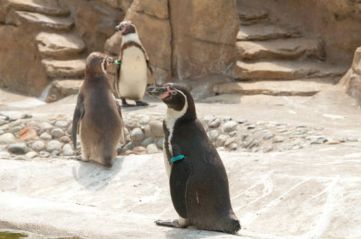 Humboldt Penguin Standing