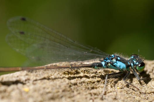 Dragonfly Macro Close-up