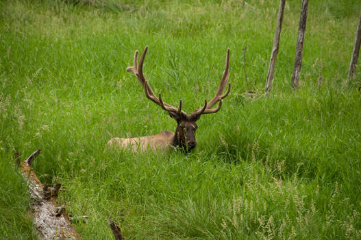 Male Elk in Grass Field