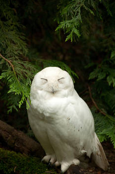 Snowy Owl Standing