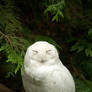 Snowy Owl Standing