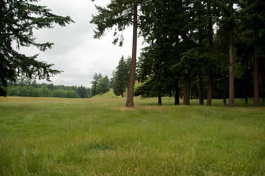Open Field with Trees and Grass