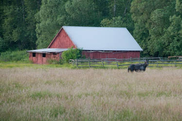 Horse in a Field with Barn in Background