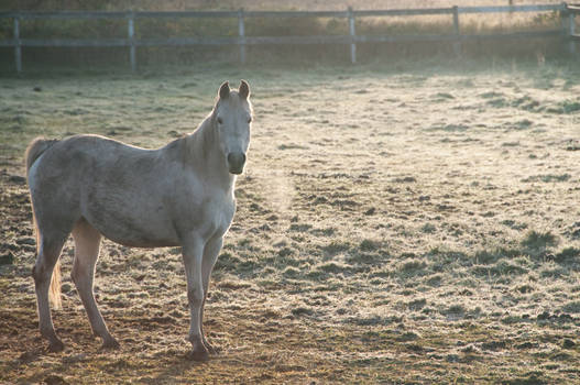 Horse in Cold Field at Sunrise