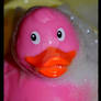 Pink duck...