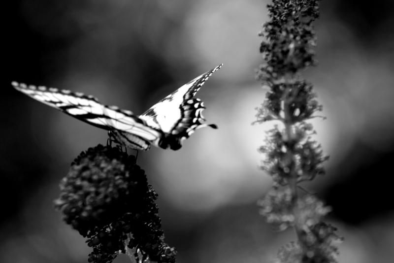 Butterfly Effect 02 B and W