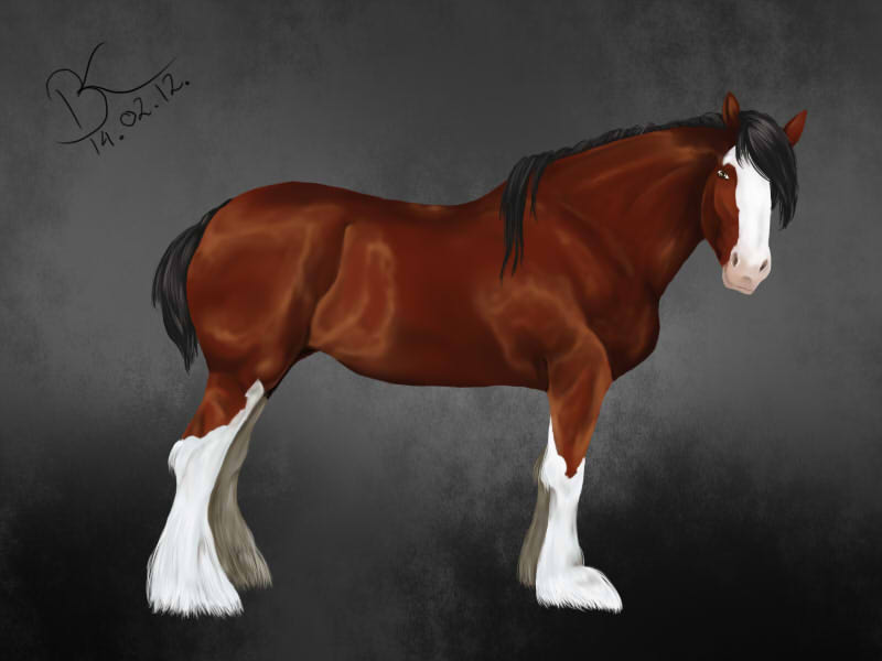 clydesdale