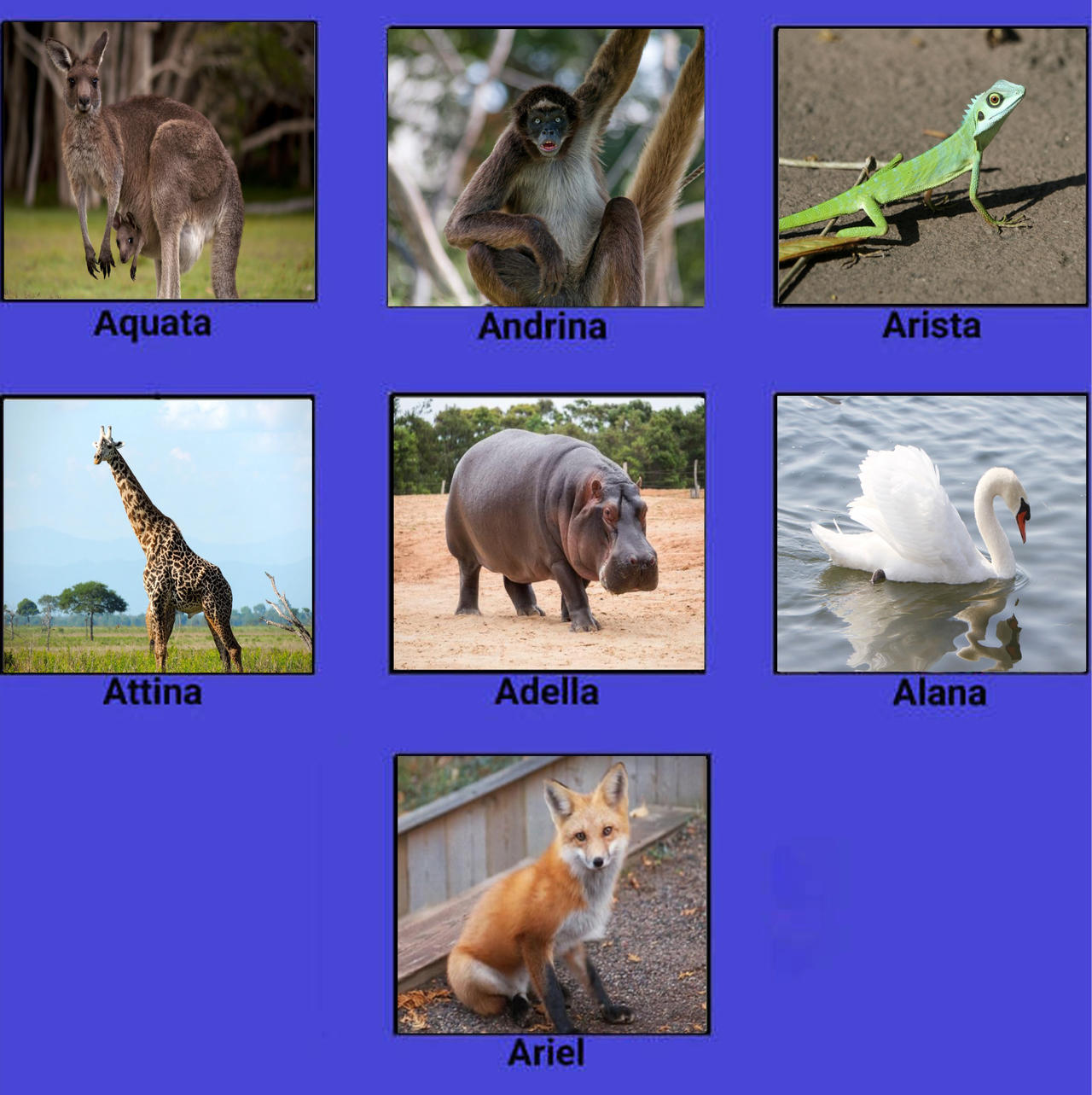 Ariel and her sisters as mer-animals by UnknownUser4Life on DeviantArt