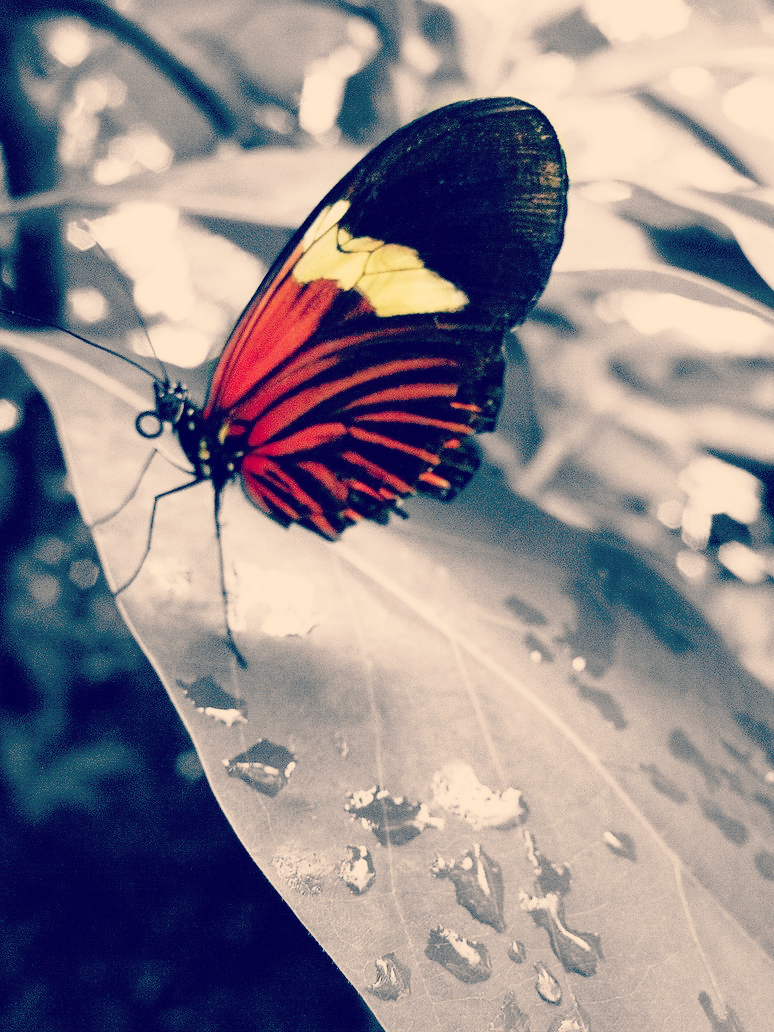 Beauty in Crimson