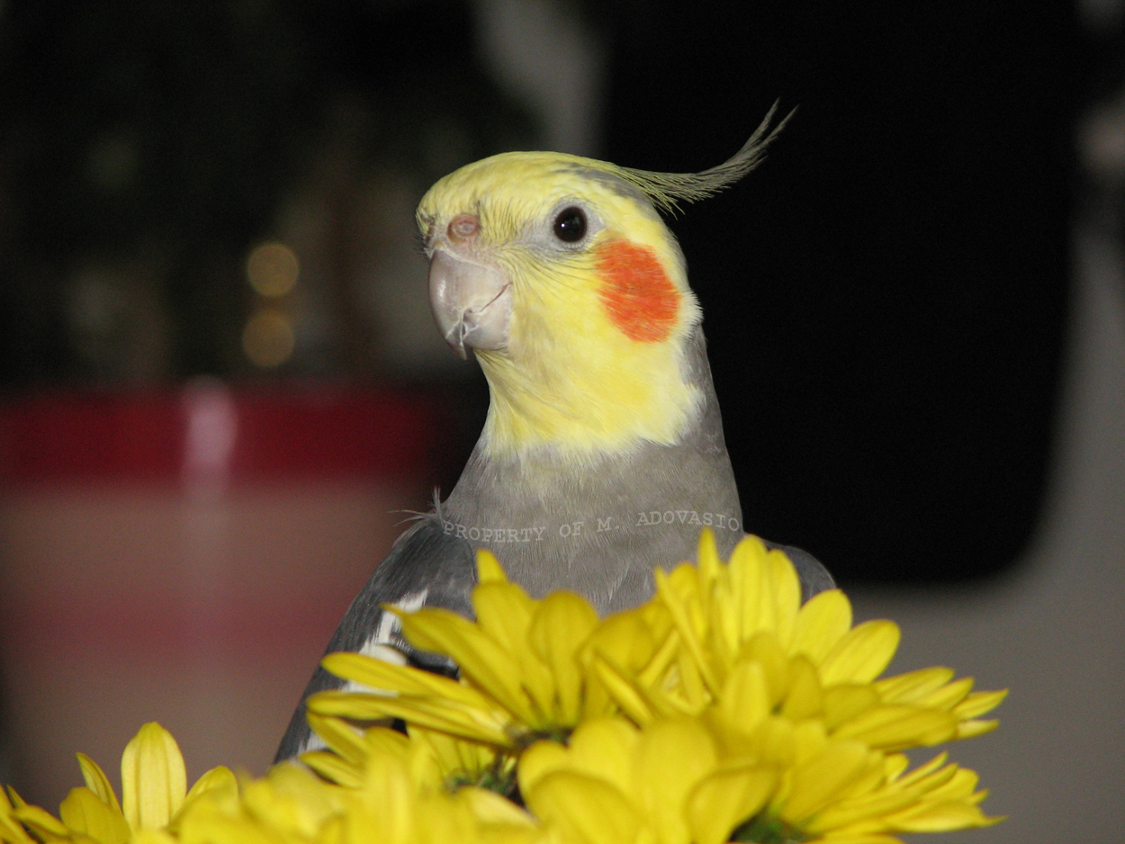 cockatiel