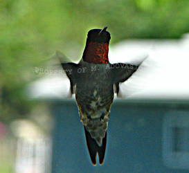 hummingbird