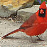 male cardinal