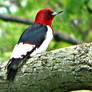 red headed woodpecker2