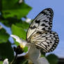 Stained Glass Wing