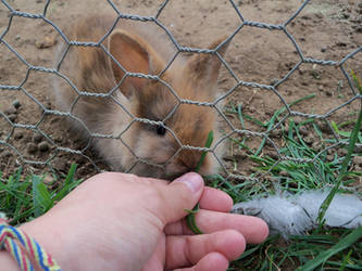 bunnie wabbit