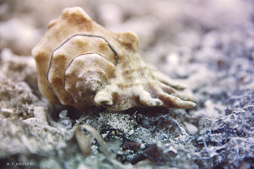 Shell Kinason kinason by Adolfoto on DeviantArt