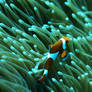 Mac Clown Fish Wallpaper