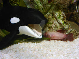 I will eat you