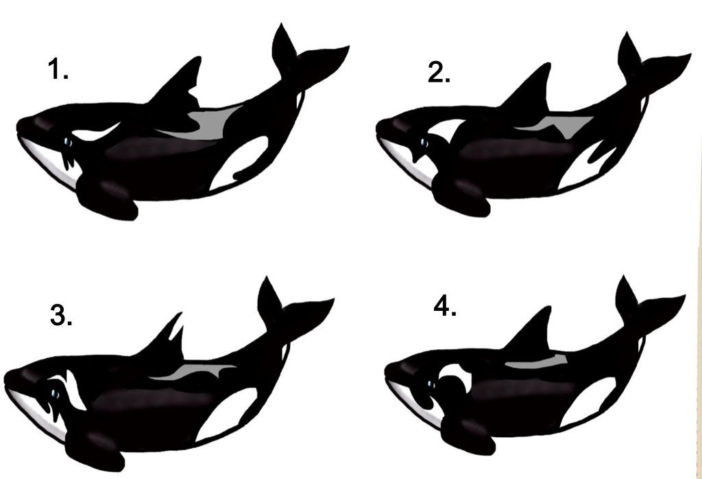 Orca Adoptables CLOSED by Camy-Orca on DeviantArt