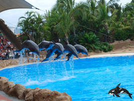 LP Bottlenose dolphins 4