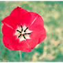 - poppy -