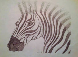 Zebra