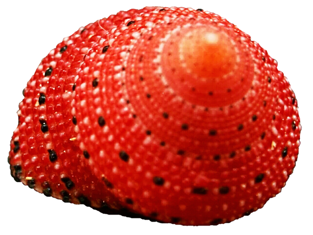 Red seashell by jeanicebartzen27 on DeviantArt
