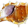 Flan Sea Shell