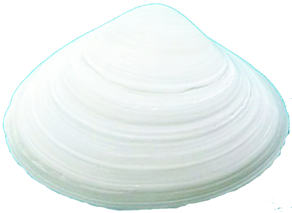 Clamshell White Color White Clam Shell by jeanicebartzen27 on DeviantArt
