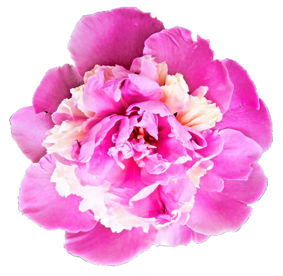 Dark Pink Peony