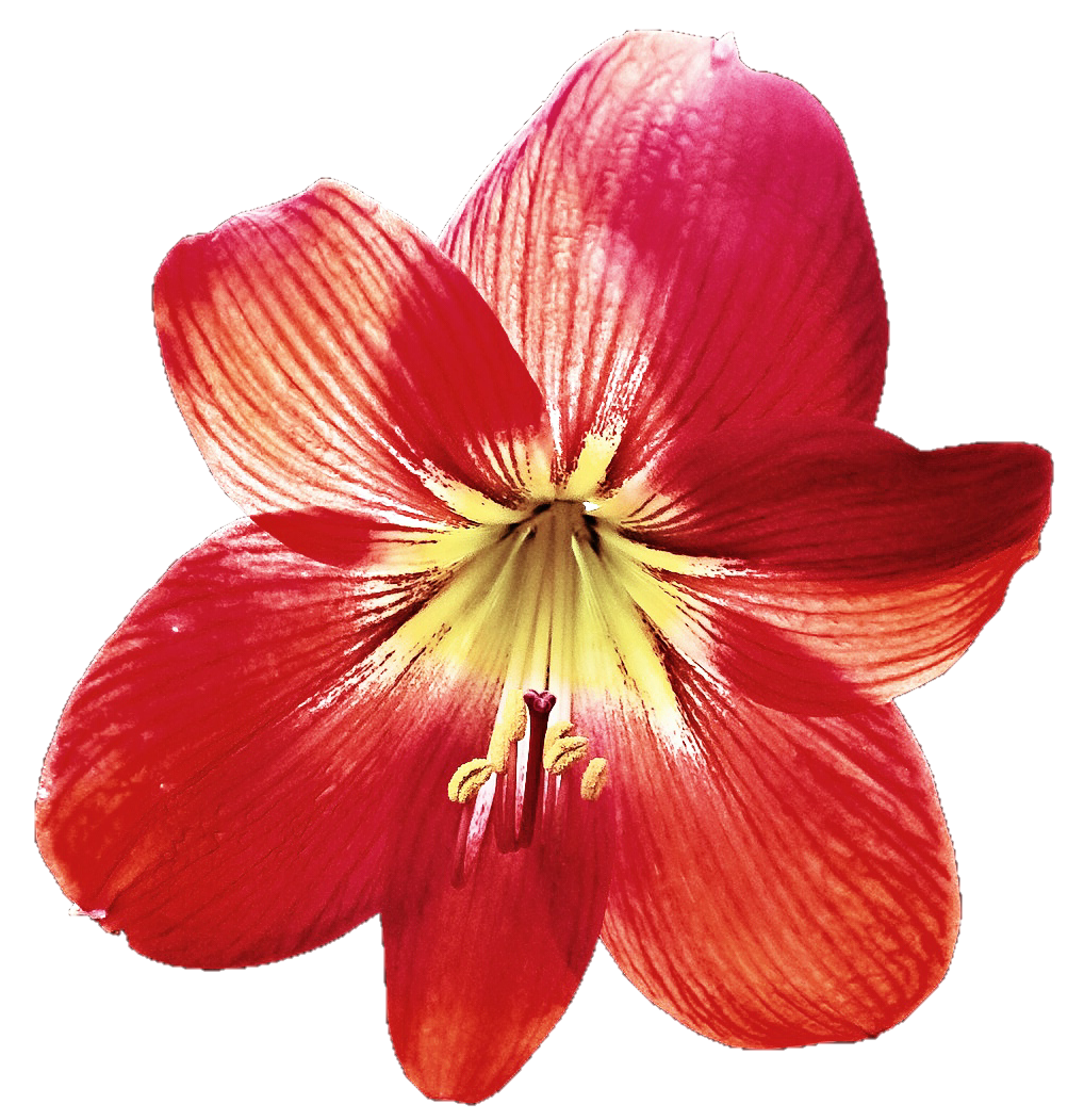 Red Lily by jeanicebartzen27 on DeviantArt