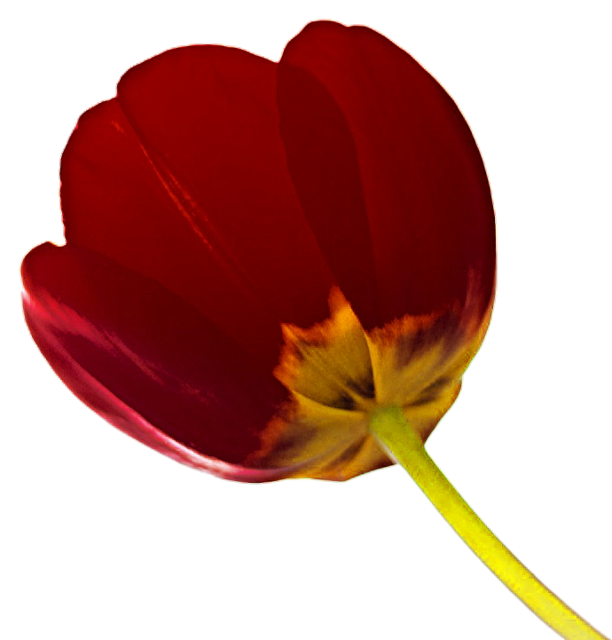 Red Tulip