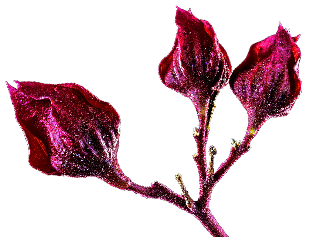 Tropical Flower Buds