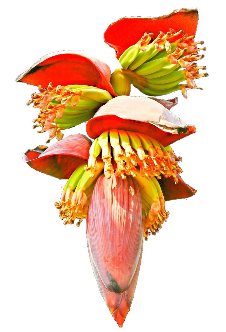 Banana Blossom