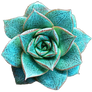Succulent Turquoise Rose