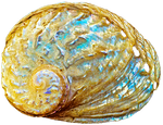 Opal Abalone