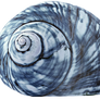 Blue and Grey Swirl Seashell