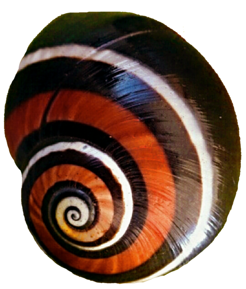 Black Snail Shell by jeanicebartzen27 on DeviantArt
