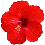 Tropical Red Hibiscus