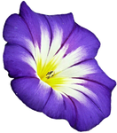 Purple Flan Flower 2